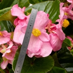 Begonia Top Hat Pink