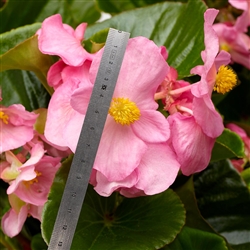 Begonia Top Hat Pink