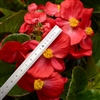 Begonia Top Hat Scarlet