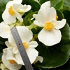 Begonia Top Hat White