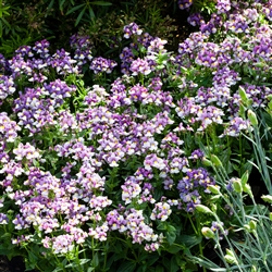 Nemesia Pretty Please Blue Bicolour_disc
