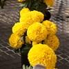 Marigold Cheerleader Gold