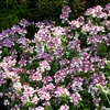 Nemesia Pretty Please Rose Bicolour_disc