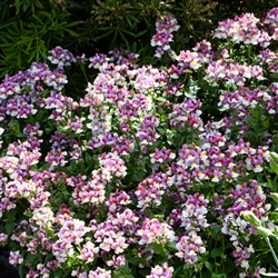 Nemesia Pretty Please Rose Bicolour_disc
