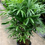 Rhapis excelsa