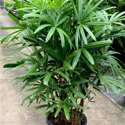 Rhapis excelsa