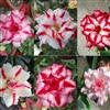 Adenium Double Star Mix