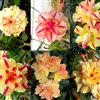 Adenium Double Star Yellow