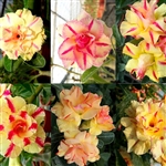 Adenium Double Star Yellow