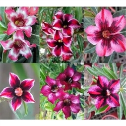 Adenium Single Purple Mix