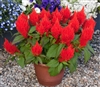 Celosia Bright Sparks Scarlet