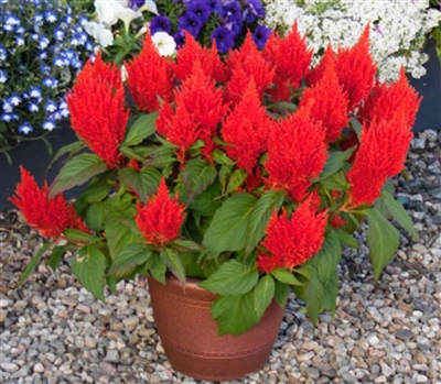 Celosia Bright Sparks Scarlet