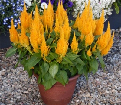 Celosia Bright Sparks Yellow