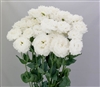 Lisianthus Celeb 2 Crystal Pellets