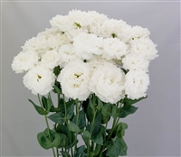 Lisianthus Celeb 2 Crystal Pellets