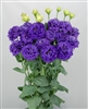 Lisianthus Celeb 2 Navy Pellets