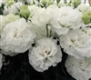 Lisianthus Celebrich 2 White Pellets