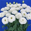 Lisianthus Prime 3 White Pellets