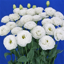 Lisianthus Prime 3 White Pellets