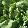 Lettuce Mignonette Mini Green