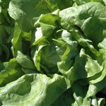 Lettuce Mignonette Mini Green