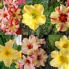 Adenium Single Yellow/Star Mix