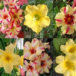 Adenium Single Yellow/Star Mix