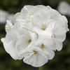 Geranium Pinto White