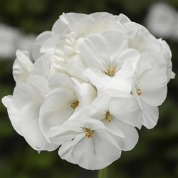 Geranium Pinto White