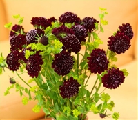 Scabiosa Atro Black Knight