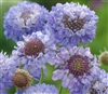 Scabiosa Atro Blue