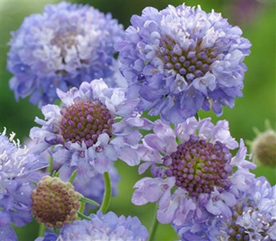 Scabiosa Atro Blue