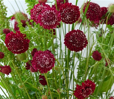 Scabiosa Atro Fire