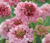 Scabiosa Atro Pink