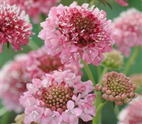 Scabiosa Atro Pink