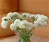 Scabiosa Atro White