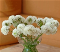 Scabiosa Atro White