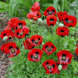 Poppy Ladybird