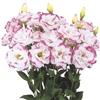 Lisianthus Megalo 3 Pink Rim Pellets