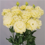 Lisianthus Celeb 2 Gold Pellets