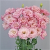 Lisianthus Celeb 2 Lovely Pink Pellets