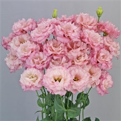 Lisianthus Celeb 2 Lovely Pink Pellets