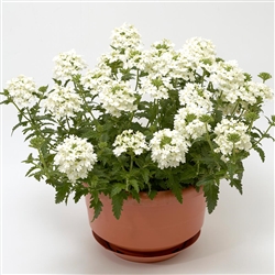 Verbena Obsession Cascade White