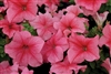 Petunia Mambo Red Vein Pellets