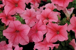 Petunia Mambo Red Vein Pellets