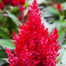 Celosia Bright Sparks Burgundy