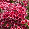 Phlox Popstars Red
