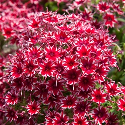 Phlox Popstars Red