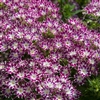 Phlox Popstars Purple/Eye
