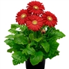 Gerbera Giant Red